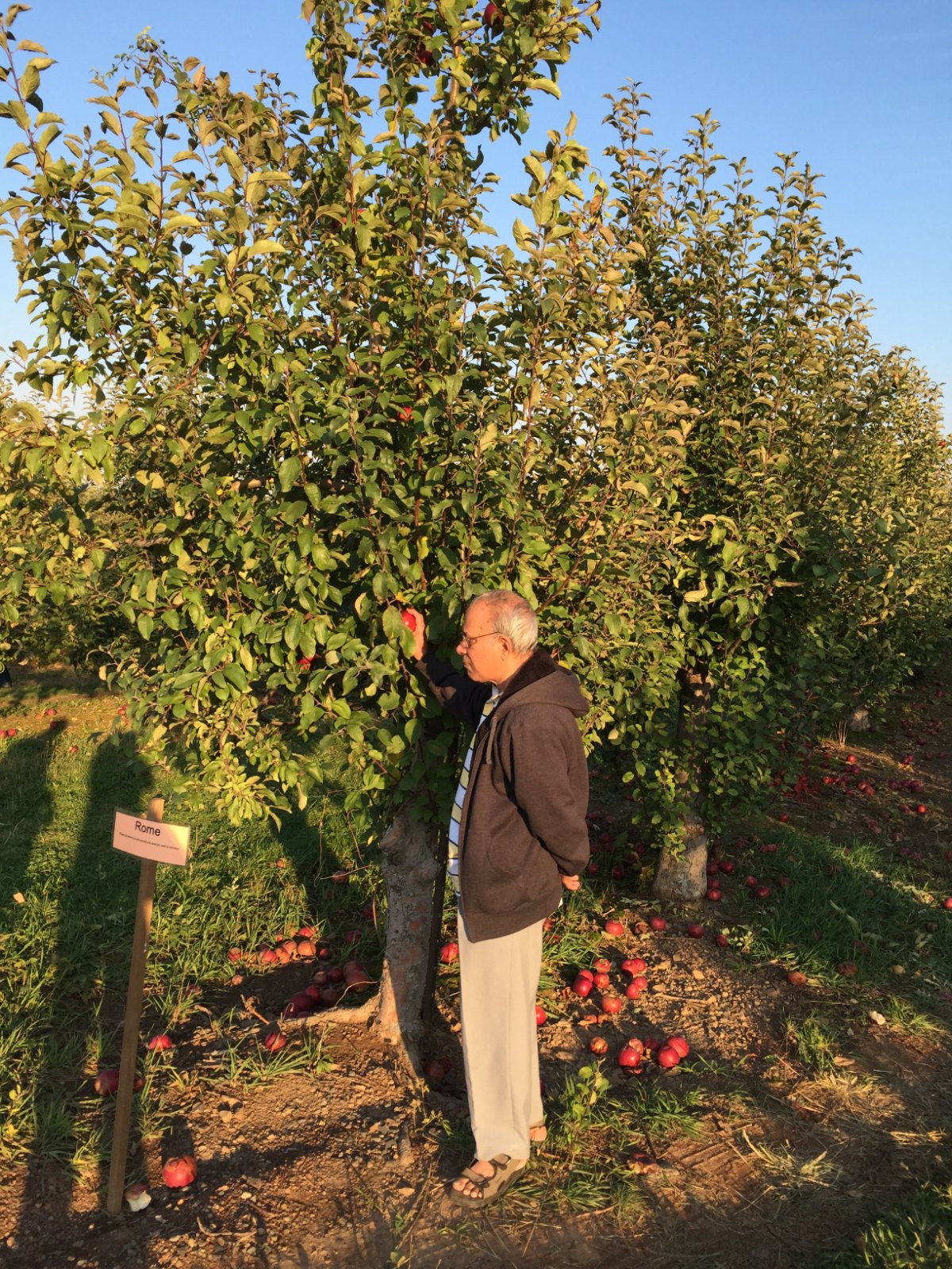 At the orchard